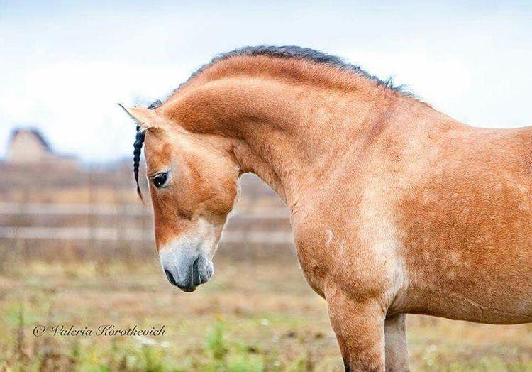 Belorussian Harness Horse Stallion, Grohot